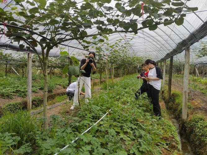 蚕豆种植技术