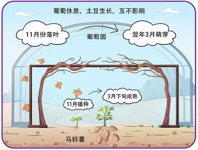 蚕豆种植技术