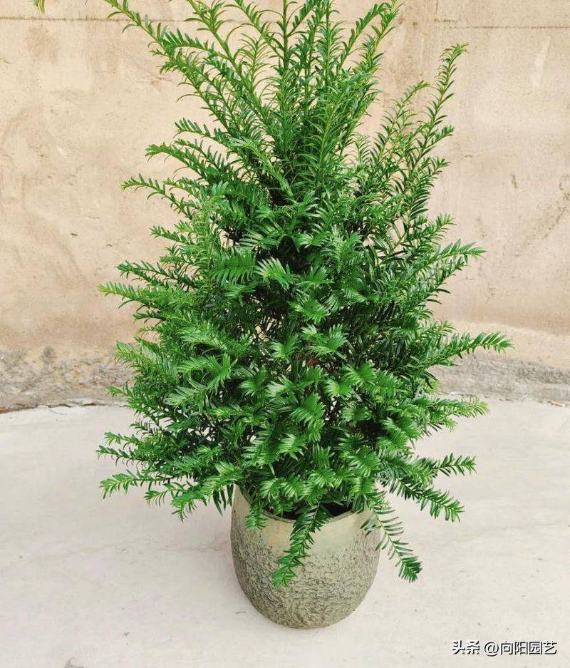 红豆杉盆景种植技术