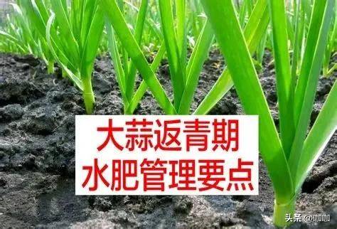 大蒜的地膜种植技术