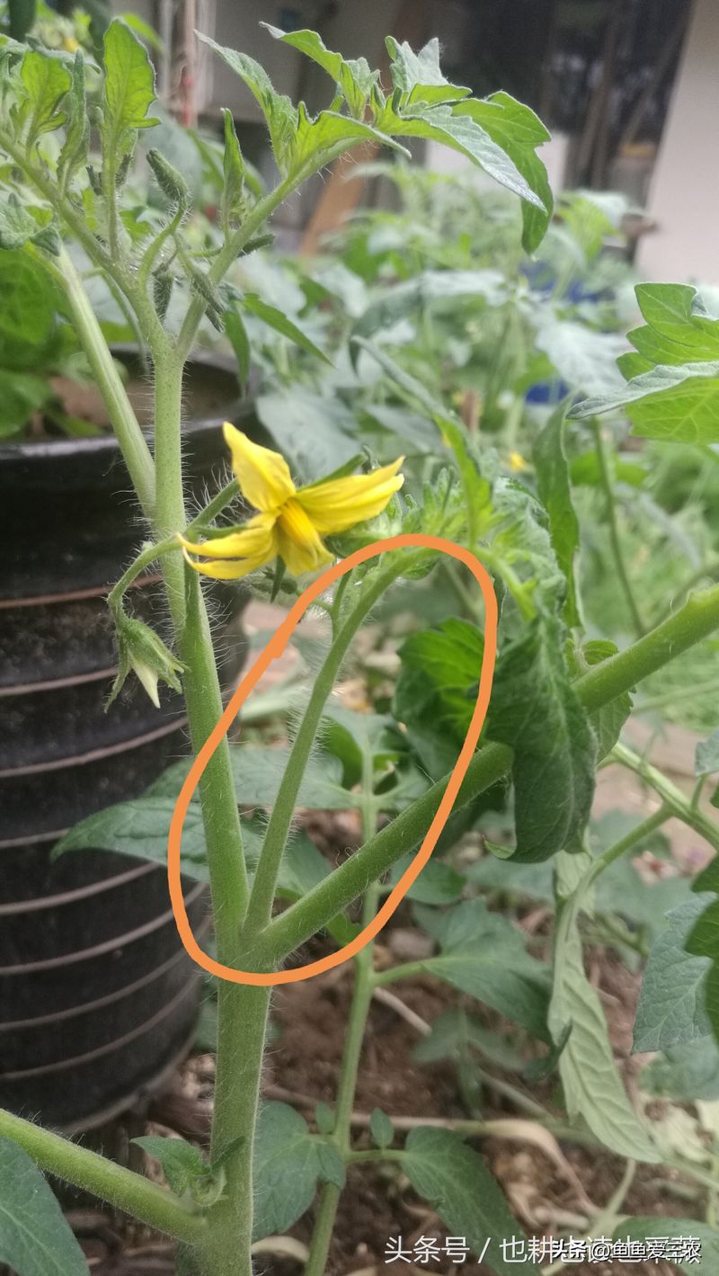 蕃茄如何种植技术