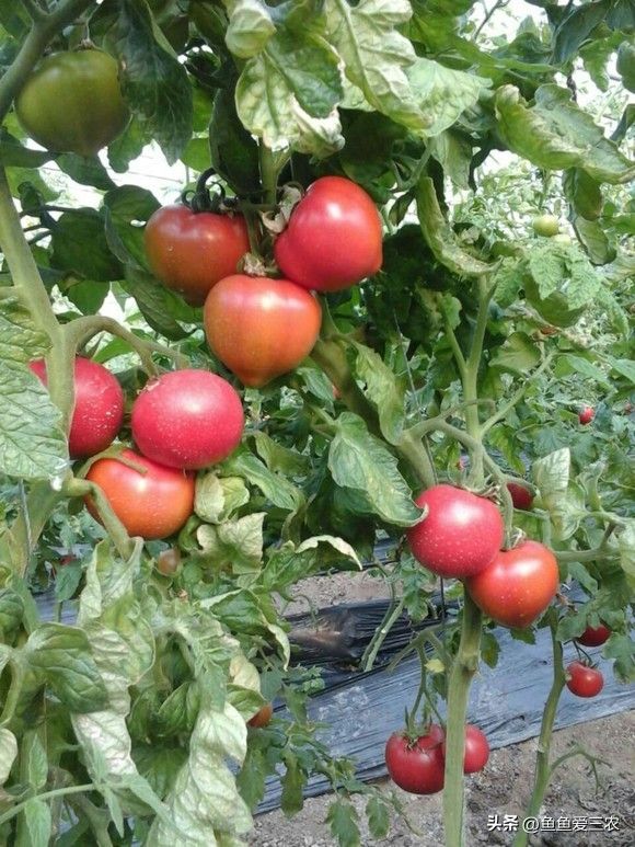 蕃茄如何种植技术