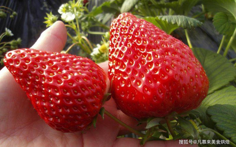 草莓西红柿种植技术