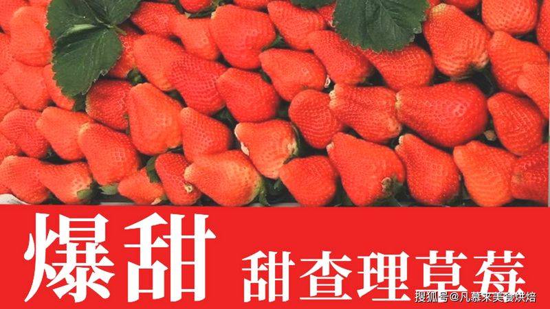 草莓西红柿种植技术