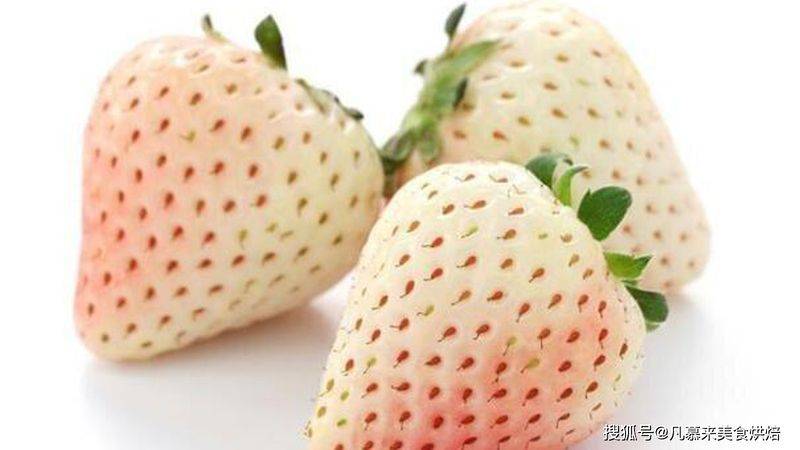 草莓西红柿种植技术