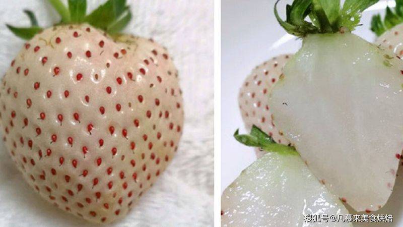 草莓西红柿种植技术