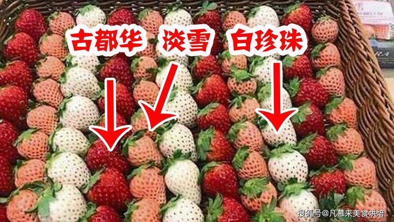 草莓西红柿种植技术