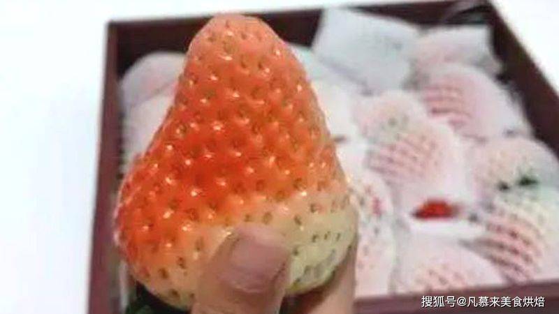 草莓西红柿种植技术