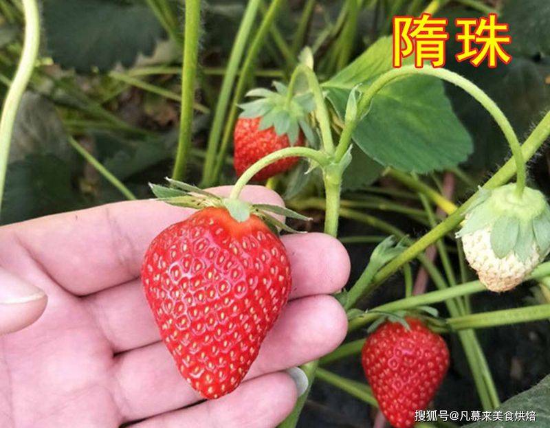 草莓西红柿种植技术