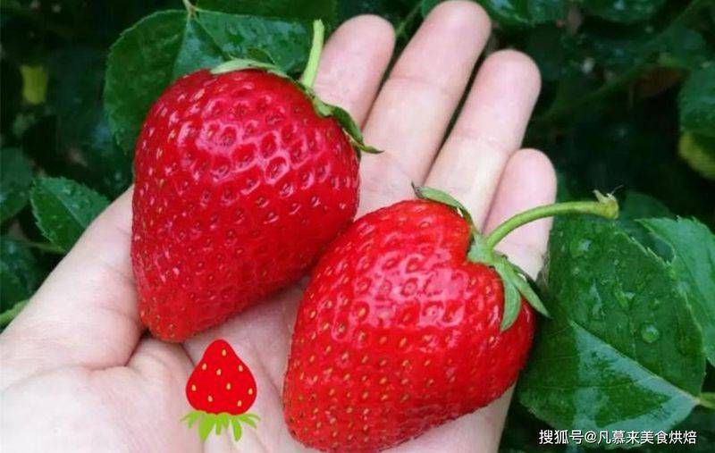草莓西红柿种植技术