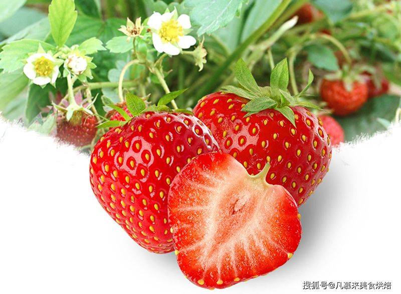 草莓西红柿种植技术