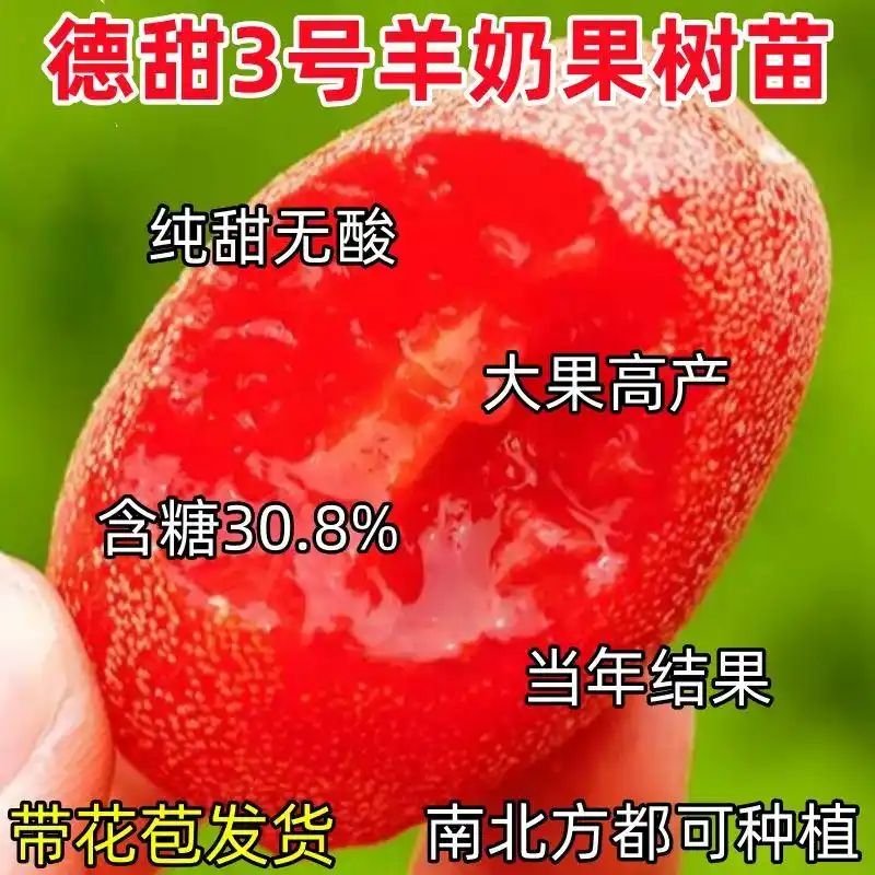 水果种植新品种