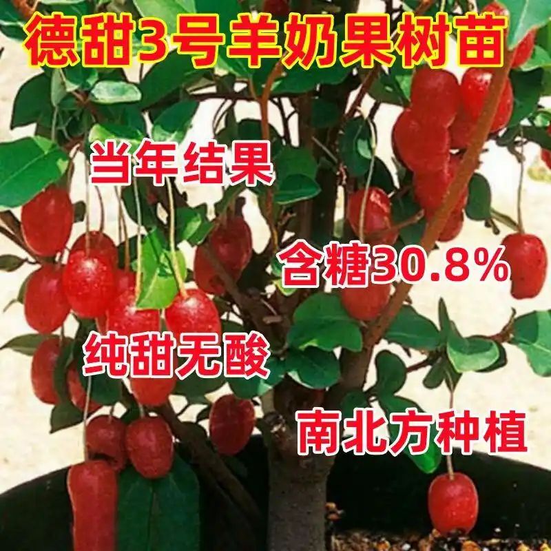 水果种植新品种