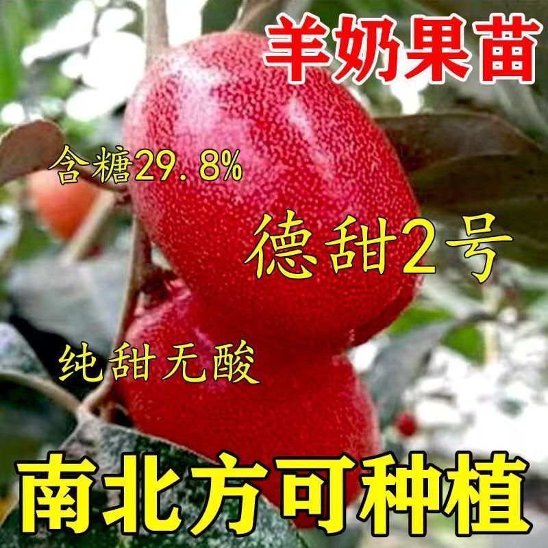 水果种植新品种