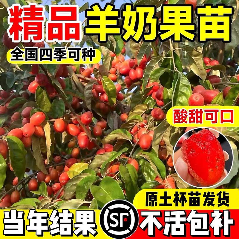 水果种植新品种
