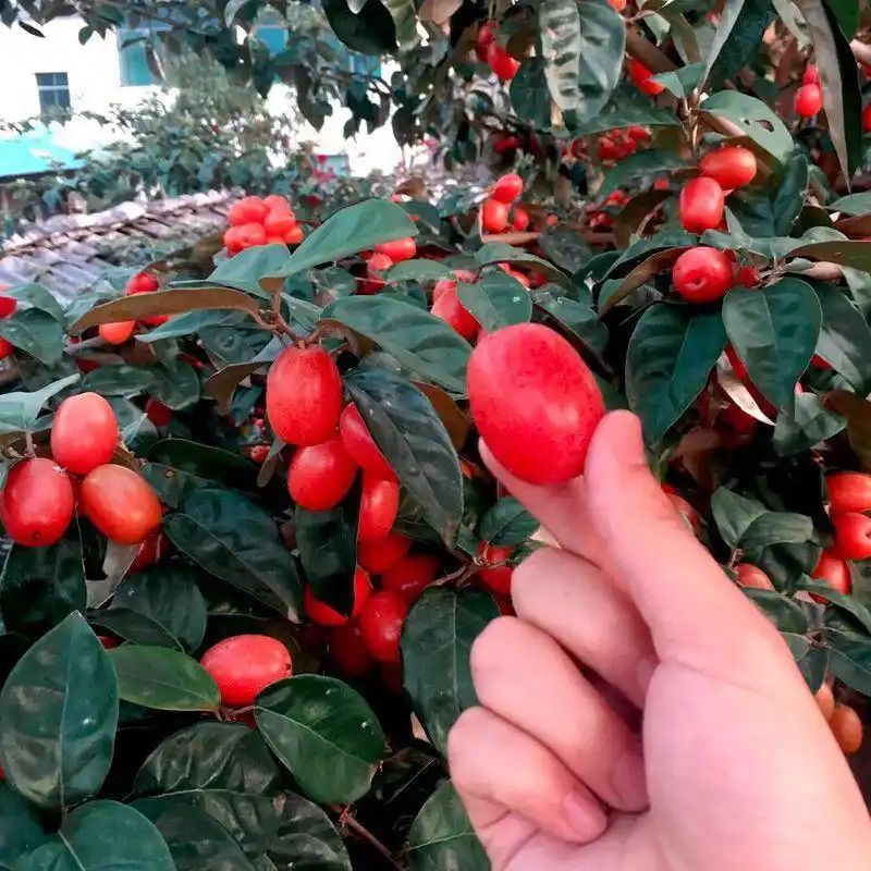 水果种植新品种