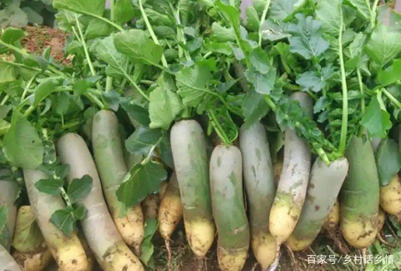 萝卜苗种植技术