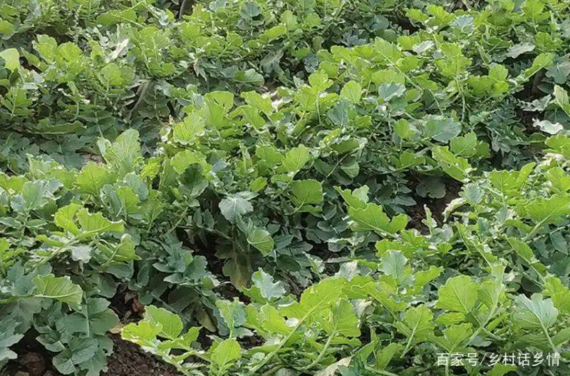 萝卜苗种植技术