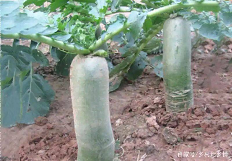 萝卜苗种植技术