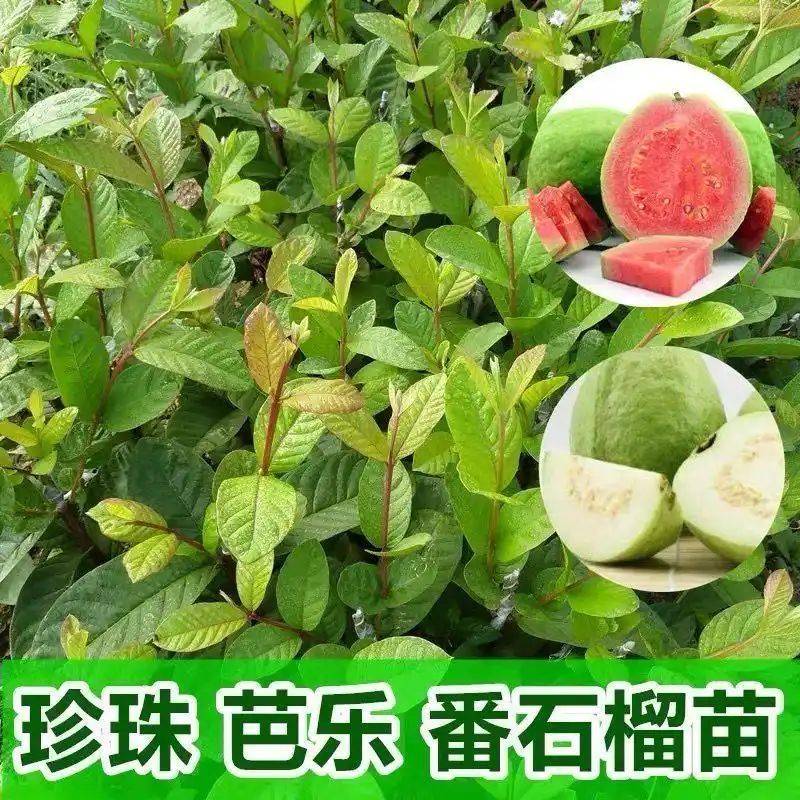 水果种植新品种