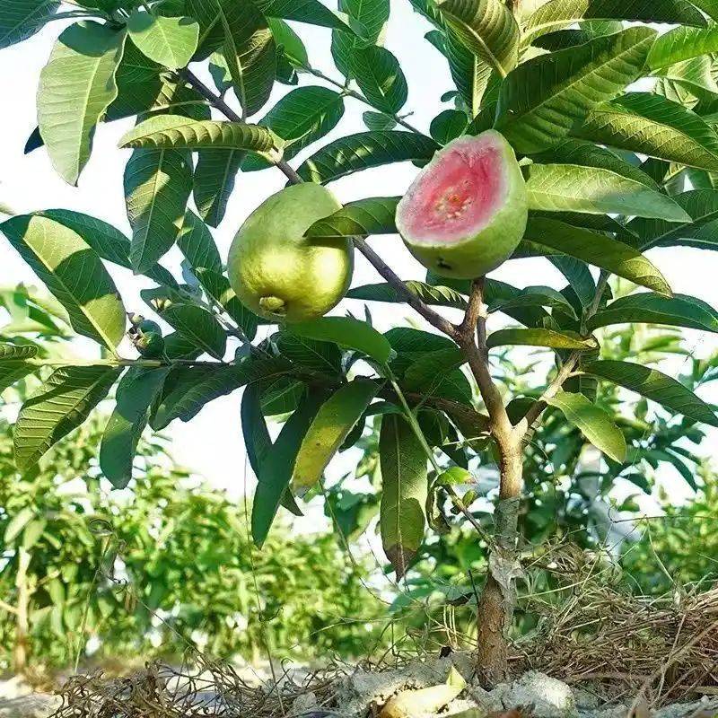 水果种植新品种