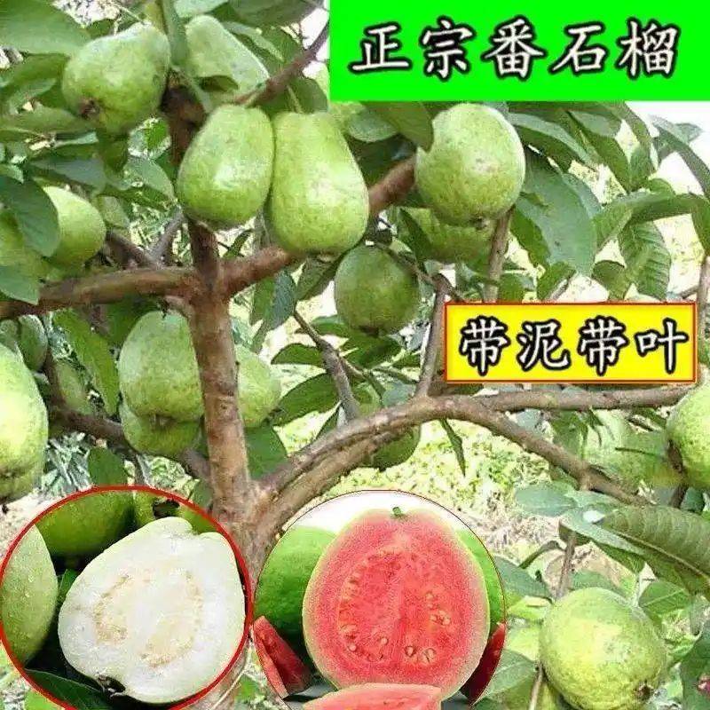 水果种植新品种