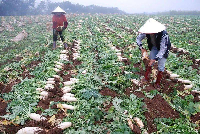 萝卜苗种植技术