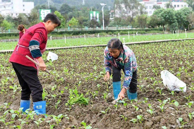萝卜苗种植技术