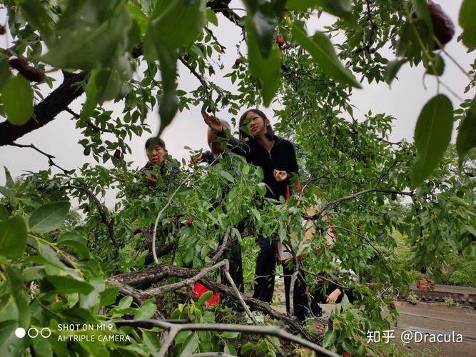 圆枣子种植技术视频