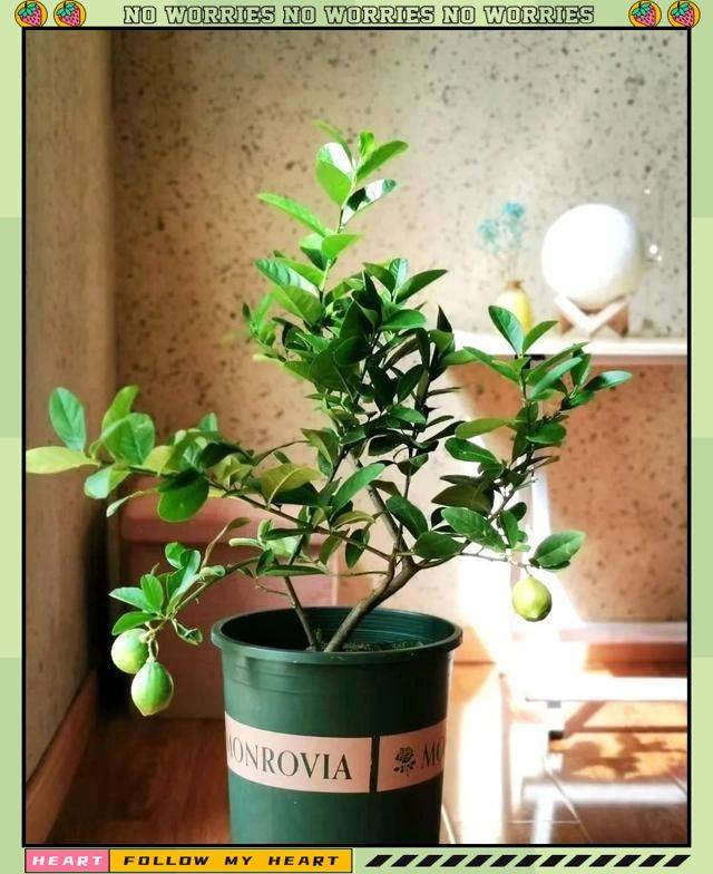 水果种植新品种