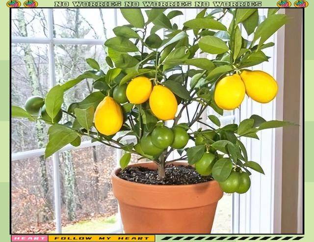 水果种植新品种