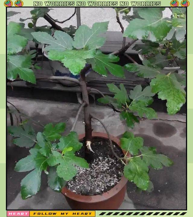 水果种植新品种