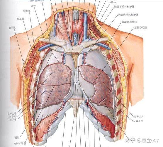 胸腺肽价格网网址