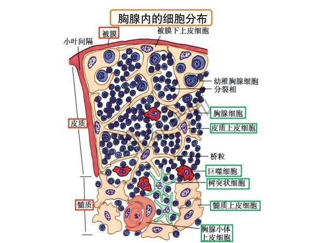 胸腺肽价格网网址