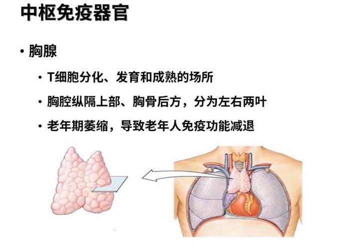 胸腺肽价格网网址