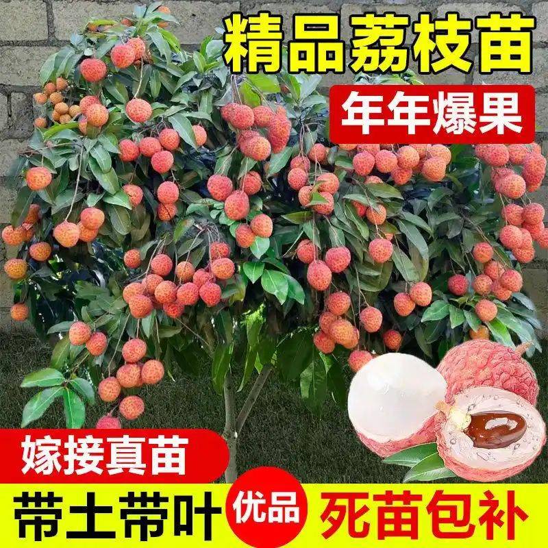 水果种植新品种