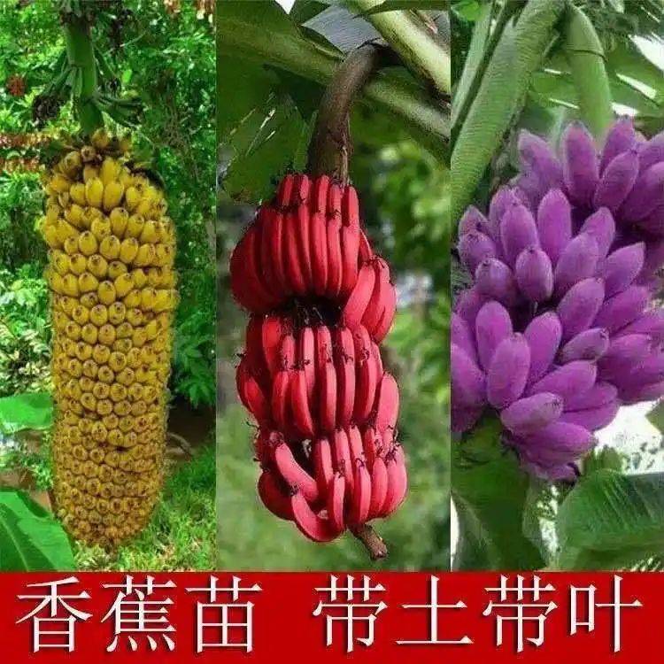 水果种植新品种