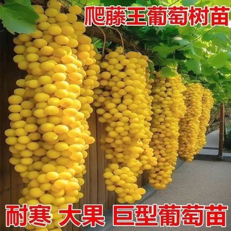 水果种植新品种