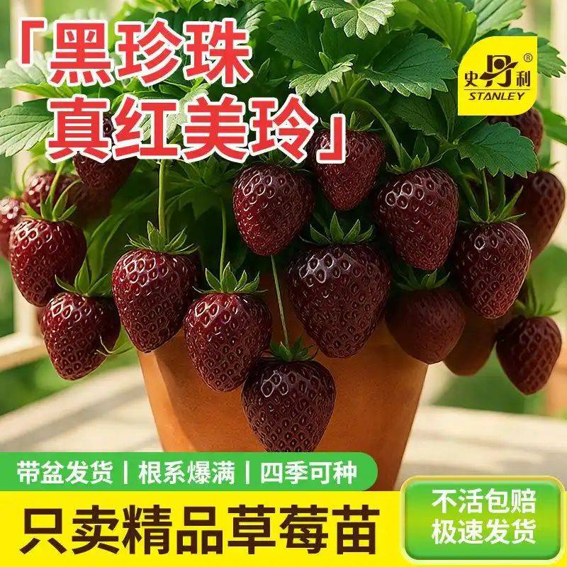 水果种植新品种