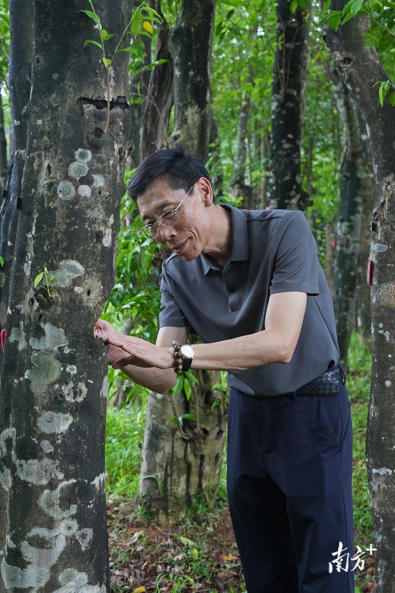 莞香树种植技术