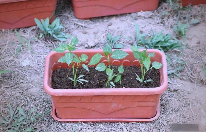 西红柿最新种植技术