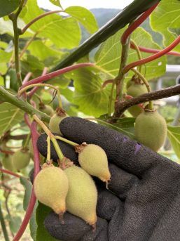 红心猕猴桃种植技术