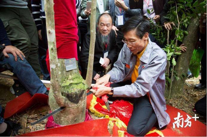 莞香树种植技术