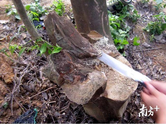 莞香树种植技术