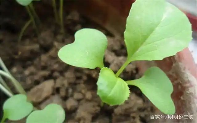 小青菜种植技术视频