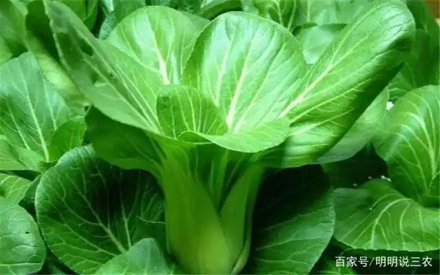 小青菜种植技术视频