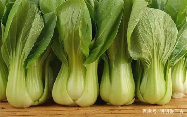 小青菜种植技术视频