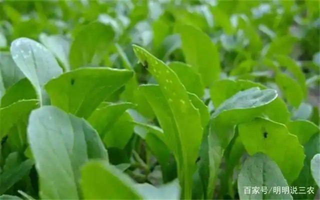 小青菜种植技术视频