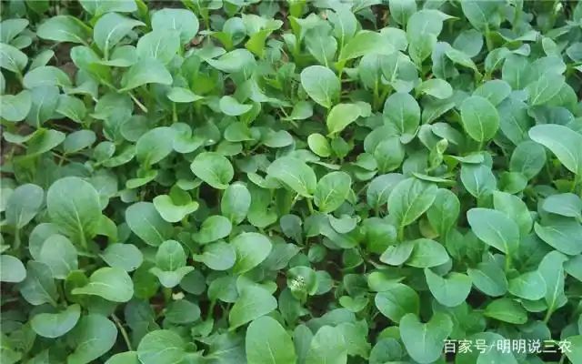 小青菜种植技术视频
