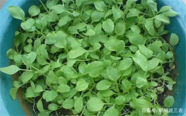 小青菜种植技术视频